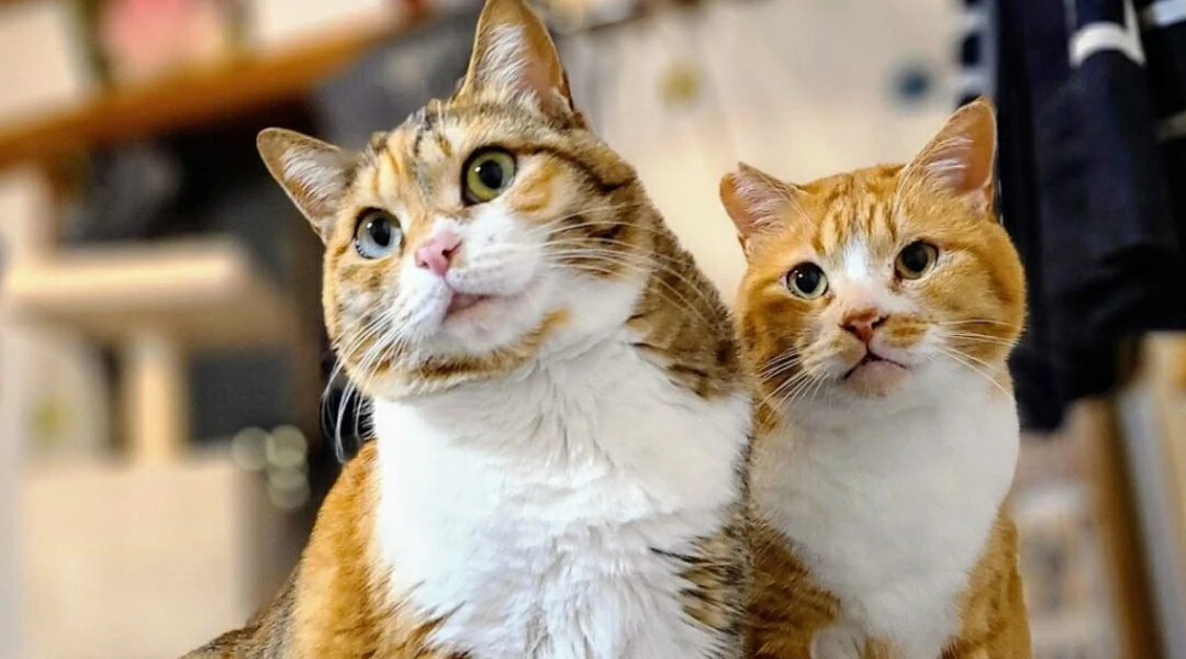 Pet Stuffed Animals