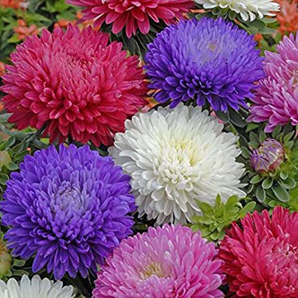 nitrogen fertilizer for plants Feather Meal