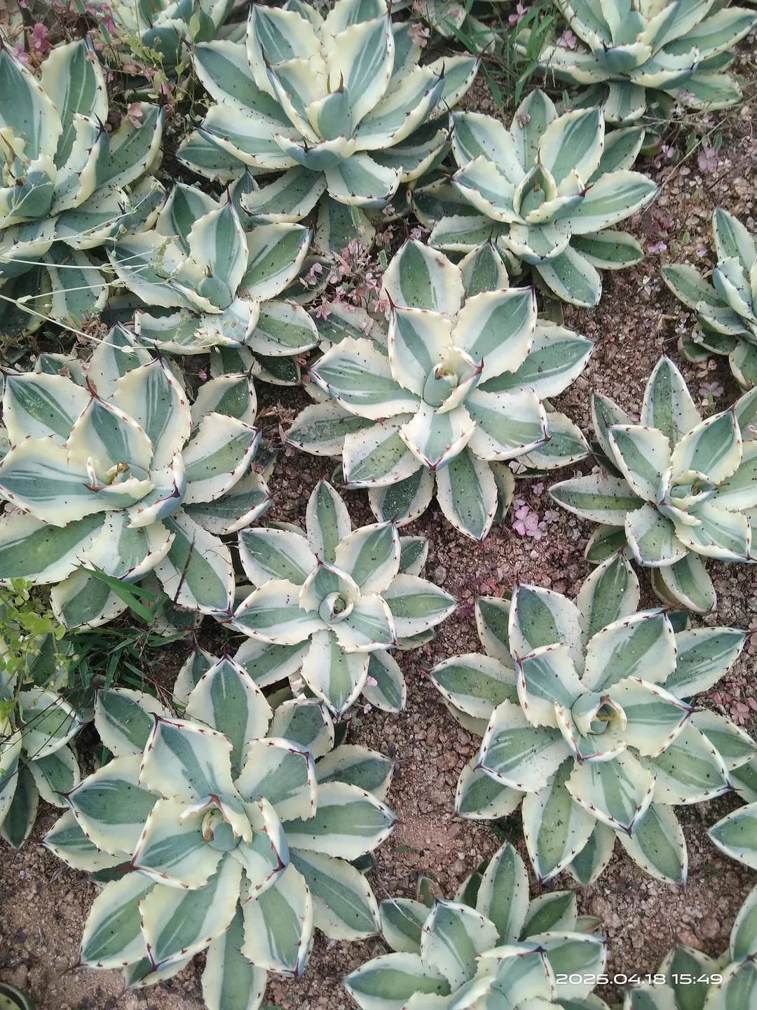plant Aeonium Echeveria Haworthia  Caudex  Lithops Cactus  Agave 