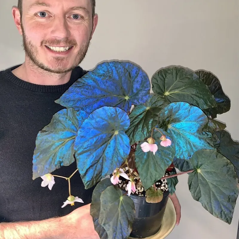 Rare metallic blue peacock begonia