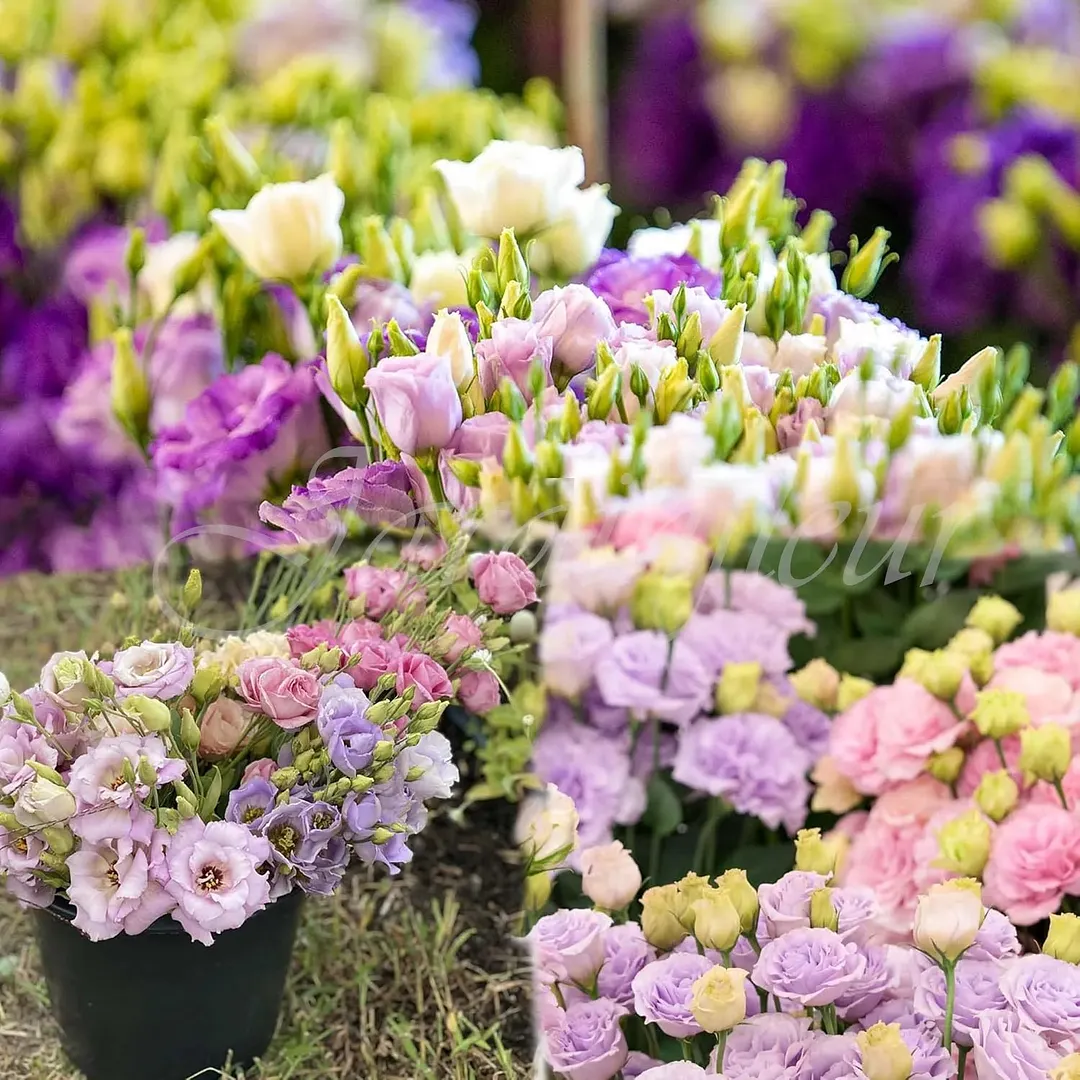 Premium Lisianthus Seeds &ndash; Grow Elegant, Long-Lasting Blooms in Your Garden