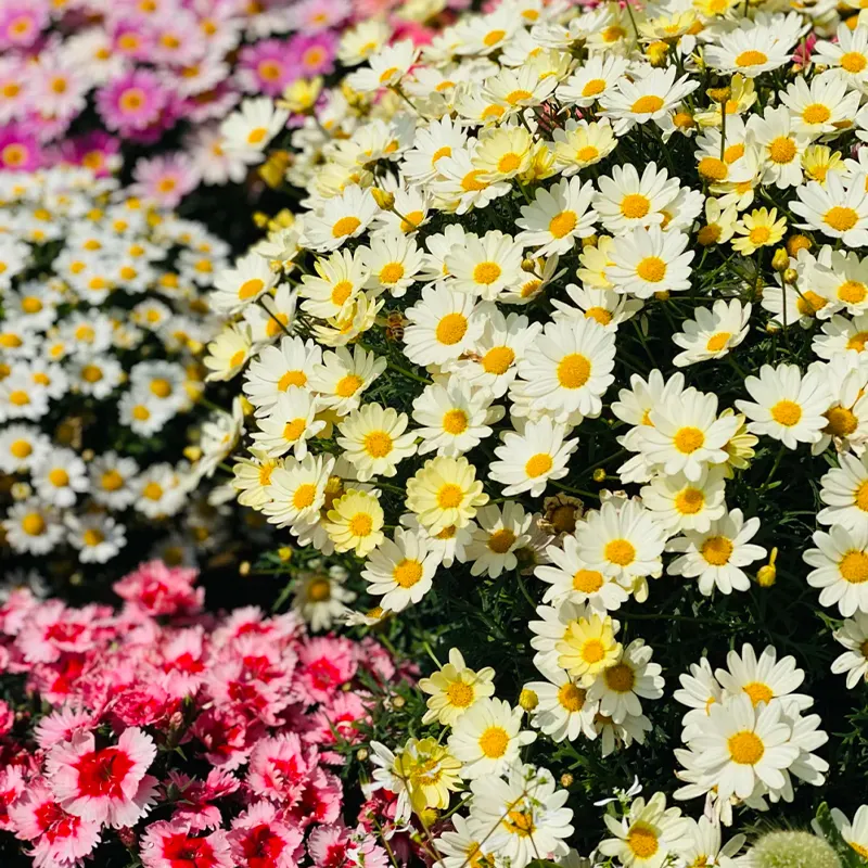 🌼Natural Mosquito Repellent - Pyrethrum seeds
