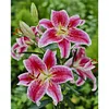 Flowers-11CT Stamped Cross Stitch 40*50cm