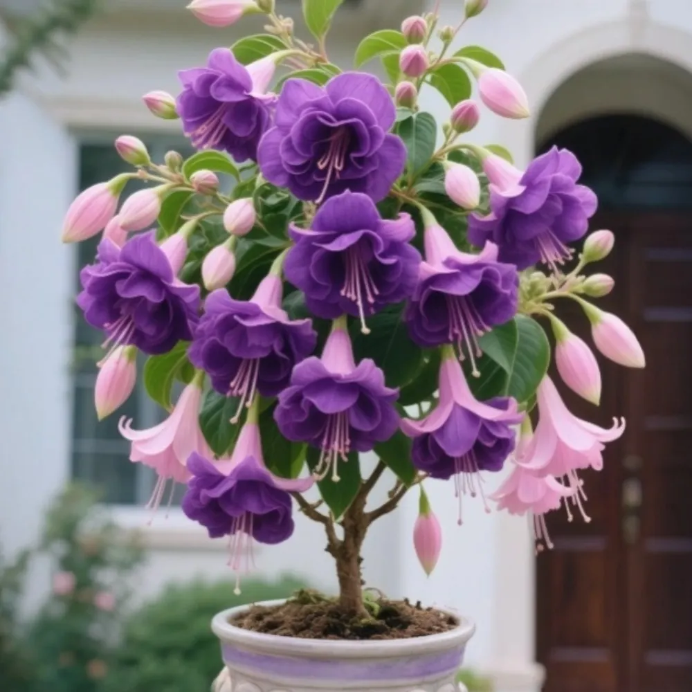 Ruby-🔔Double Fuchsia Bulbs