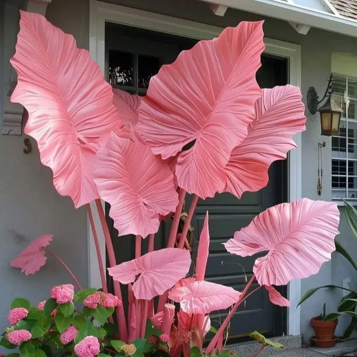 Crimson Frost-Giant Alocasia Bulbs🍃Transform Your Space with Tropical Majesty