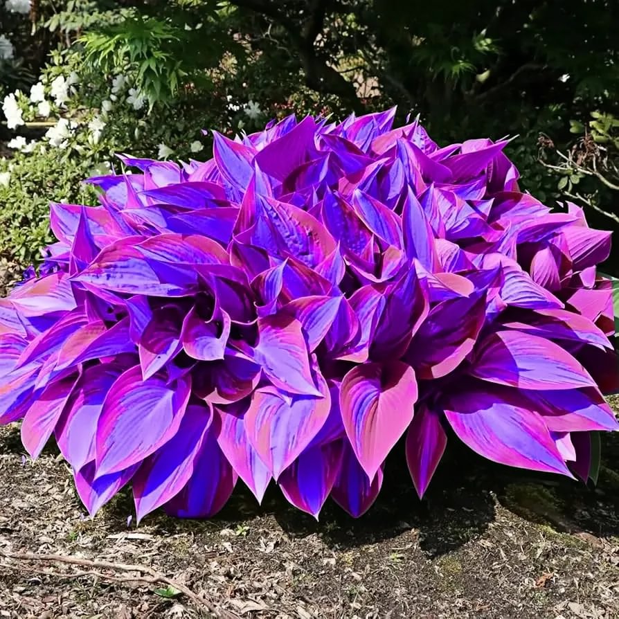 🪴Best Hosta Plants to Grow in the Shade