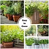 Culinary Cooking Herb Seeds Mixed Variety Pack