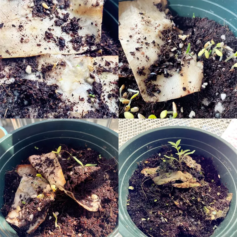 🌱2025 Eco-Friendly Plantable Seed Calendar🗓️