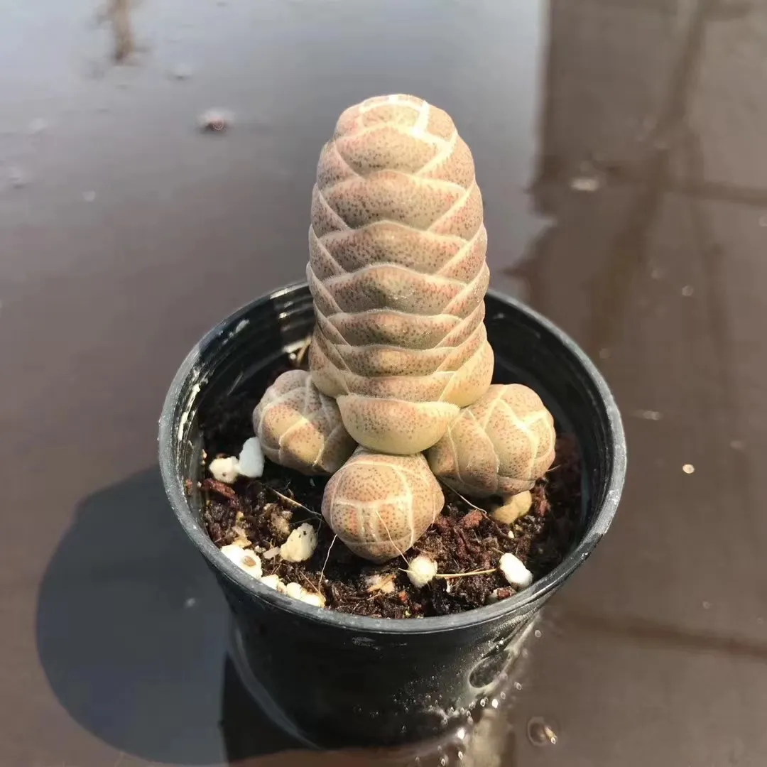 plant Aeonium Echeveria Haworthia  Caudex  Lithops Cactus  Agave 