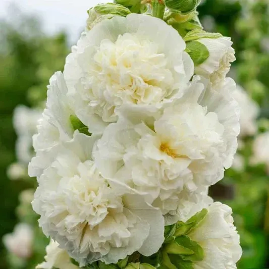 💐Double-flowered Hollyhock Seeds