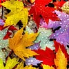 Maple Leaves-Paint by Numbers Acrylic Painting 40*40CM