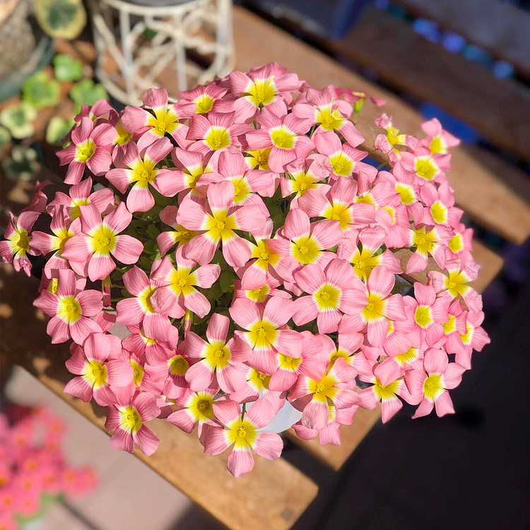 Oxalis - Cut Flower Shamrock​