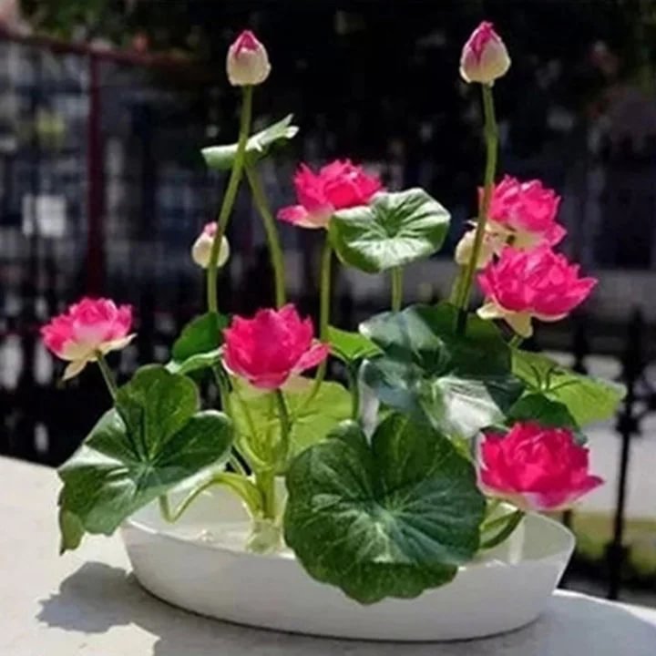 🔥【7 days germination】💐The Sacred Bonsai Bowl Lotus Flower