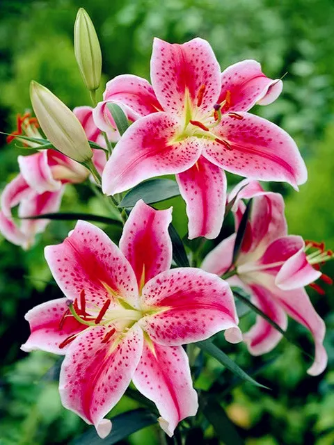 Diamond Painting - Full Round/Square Drill - Flower(30*40 - 50*60cm)