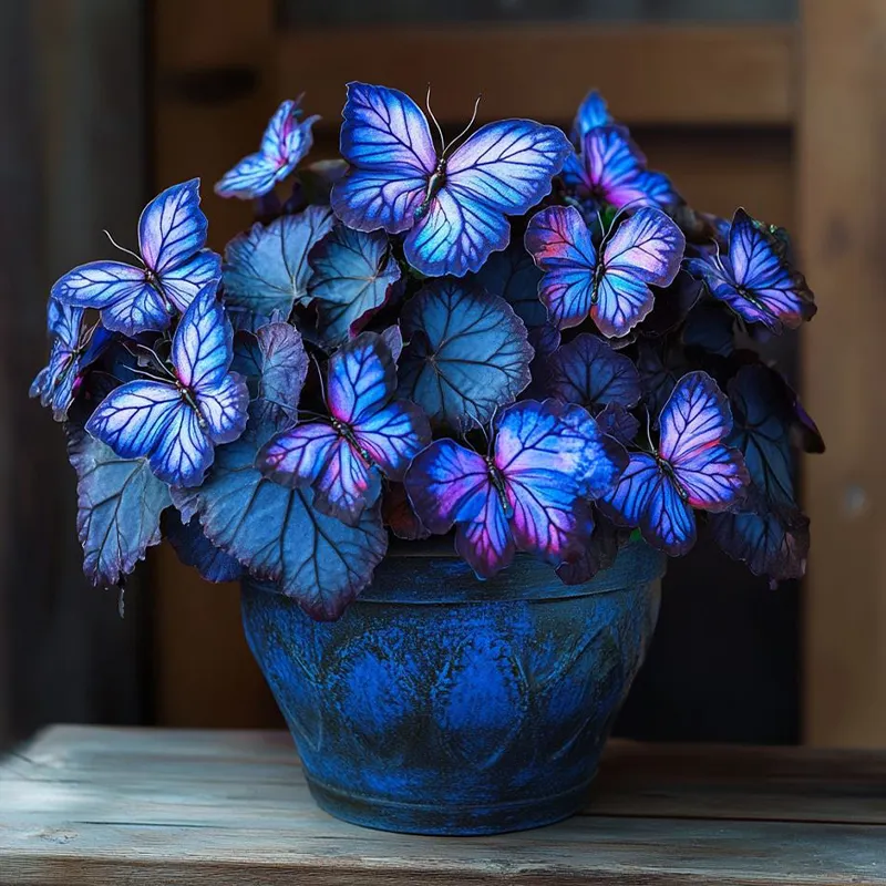 Moonlight Butterfly Begonia - sapphires