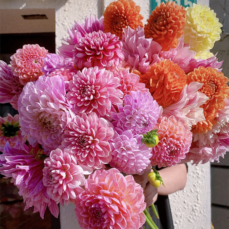 Dahlia Seeds - Mixed 
