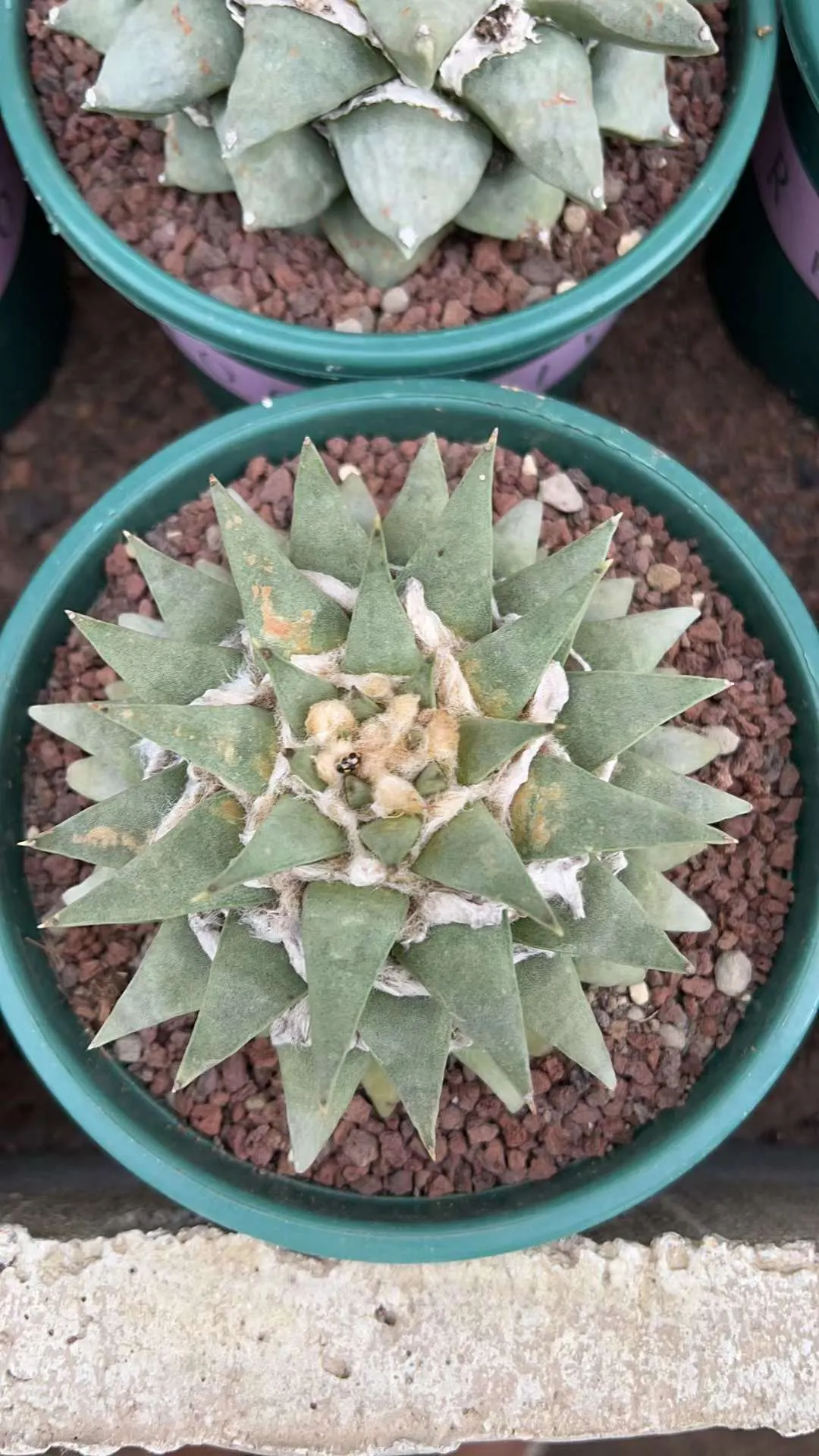 plant Aeonium Echeveria Haworthia  Caudex  Lithops Cactus  Agave 