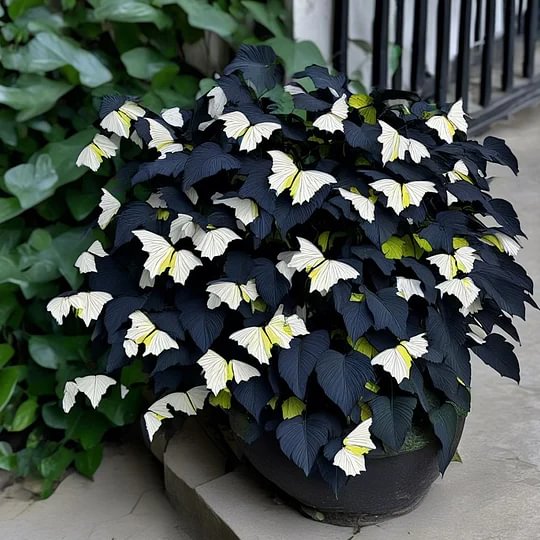 🦋Moonlight Butterfly Begonia