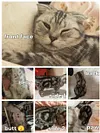 Customized Cat Dog Handmade Square Plushie Keychain Bag Charm Send Pics to bruce663@foxmail.com