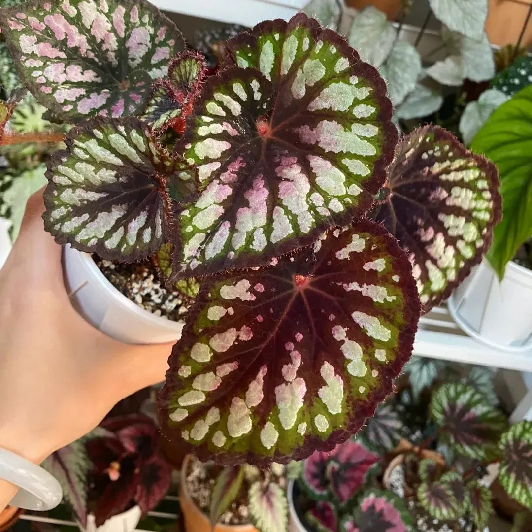 Ferris Wheel Begonia Seeds