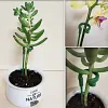 🔥2024 HOT SALE🔥Plant Support Stake