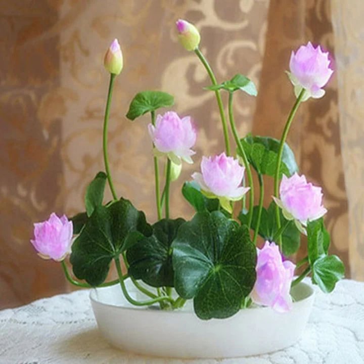 🔥【7 days germination】💐The Sacred Bonsai Bowl Lotus Flower