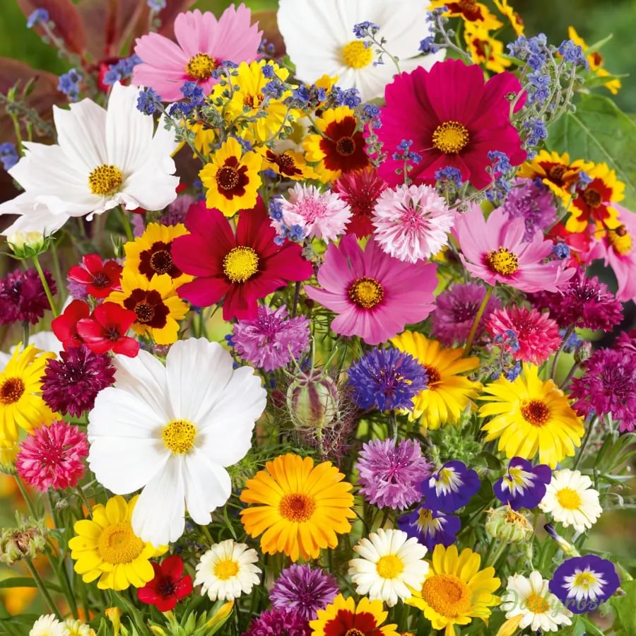 Mixed Perennial Flowers for All Seasons &ndash; 100+ Kinds
