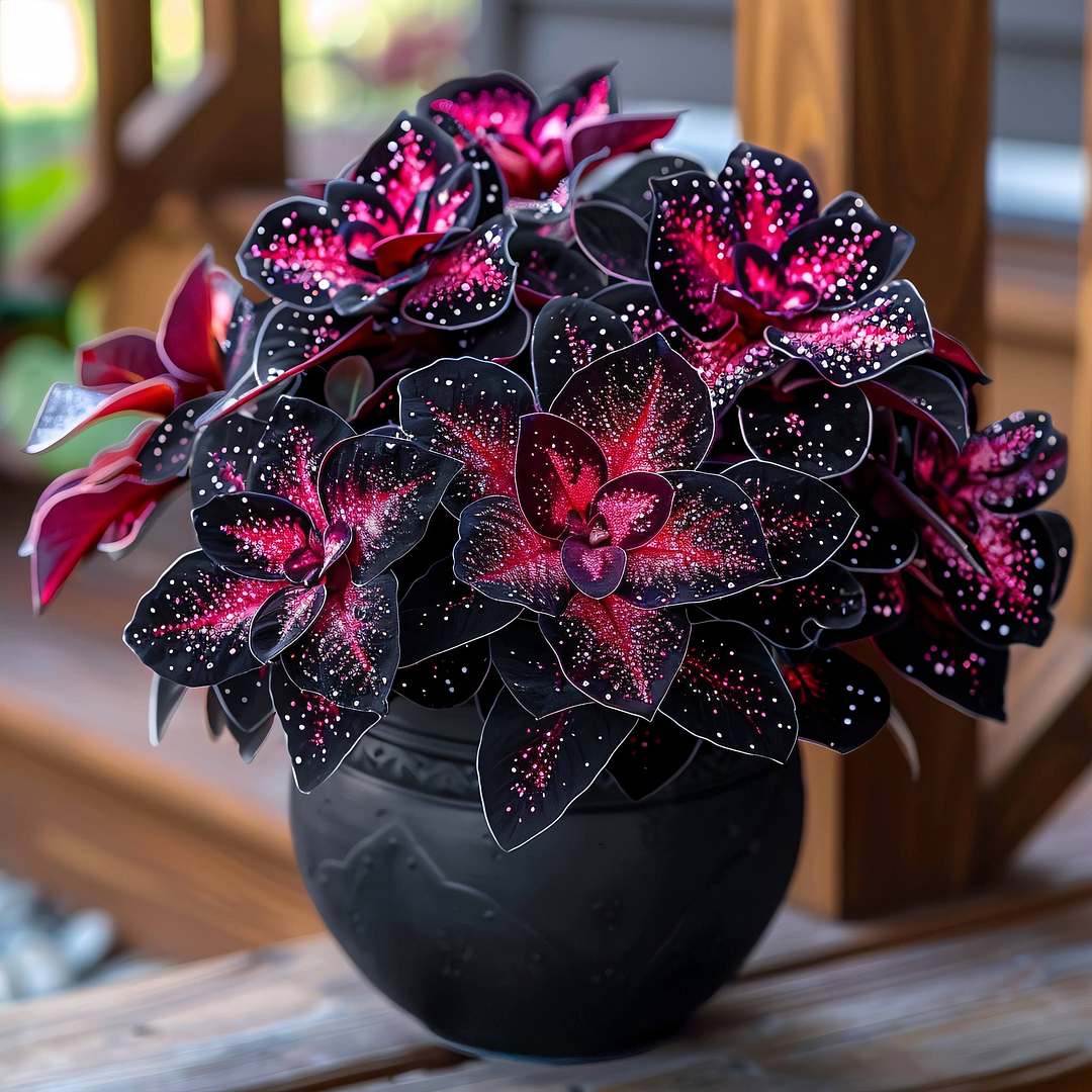 Rare Galaxy Polka Dot Begonia🌌☘️ - Interior Design, Foliage Plants ✨🏘️