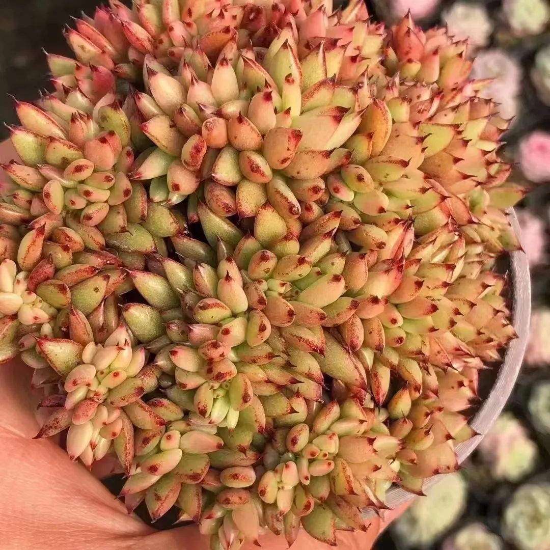 plant Aeonium Echeveria Haworthia  Caudex  Lithops Cactus  Agave 