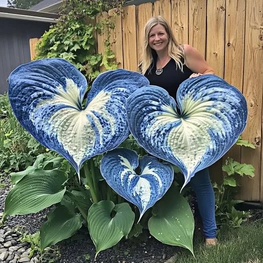 🪴Best Hosta Plants to Grow in the Shade
