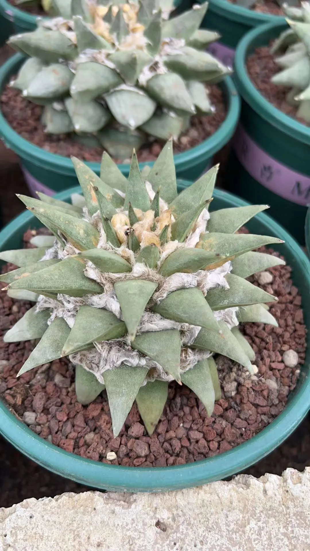 plant Aeonium Echeveria Haworthia  Caudex  Lithops Cactus  Agave 