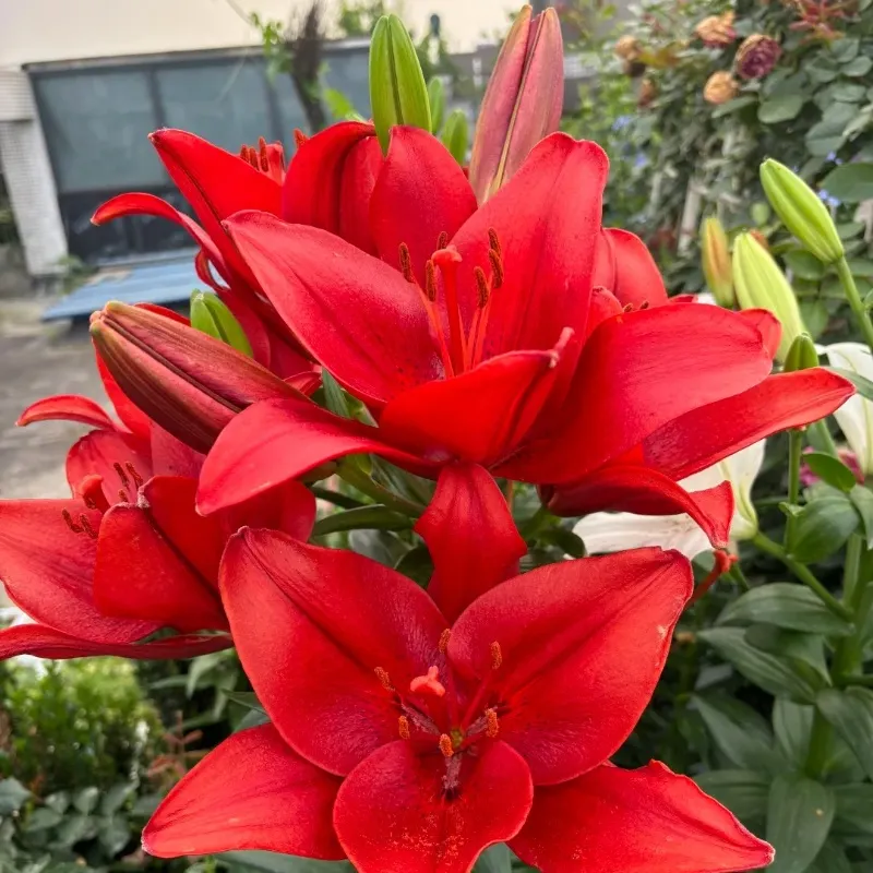 Dark Knight-Rare Exquisite Lily Bulbs 🌸