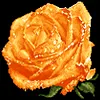 Rose - 9CT Full Beaded Cross Stitch Kit(37x36cm)