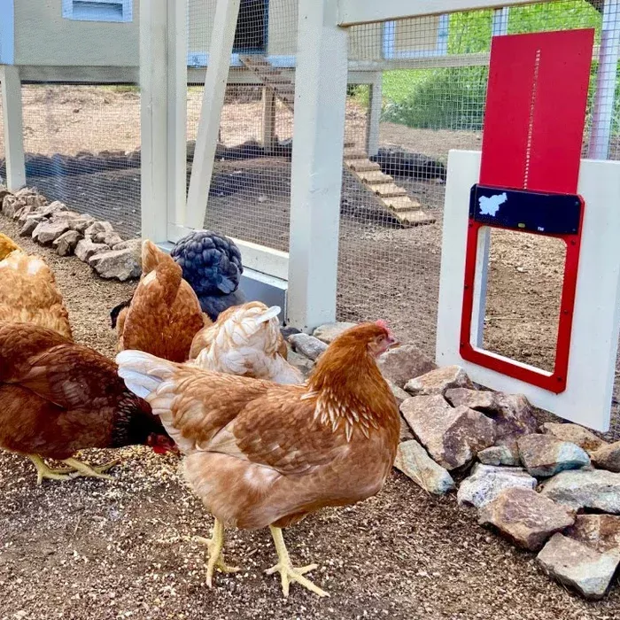 🎊HOT SALE 49% OFF🎊 --Automatic Chicken Coop Door