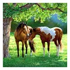 Paint by Numbers Acrylic Painting - Horse 40*40cm