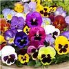Swiss Giants Pansy Seeds for Gardening Planting Package of 600 Seeds Attracts Monarch Butterflies