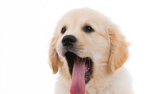 For Dog