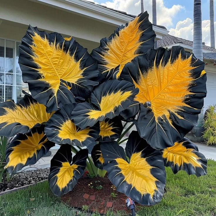 Crimson Frost-Giant Alocasia Bulbs🍃Transform Your Space with Tropical Majesty