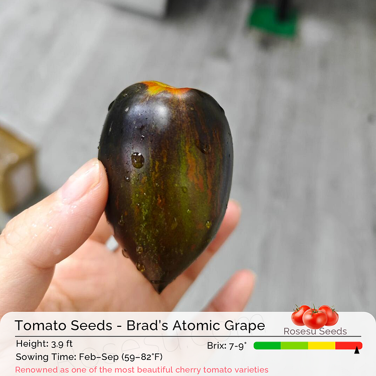 Cherry Tomato Seeds - Brad&rsquo;s Atomic Grape