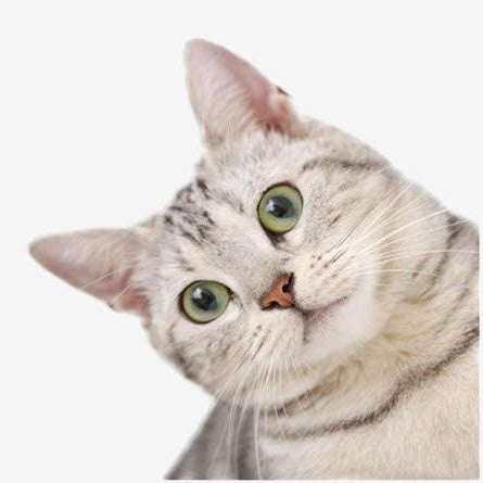 For Cat
