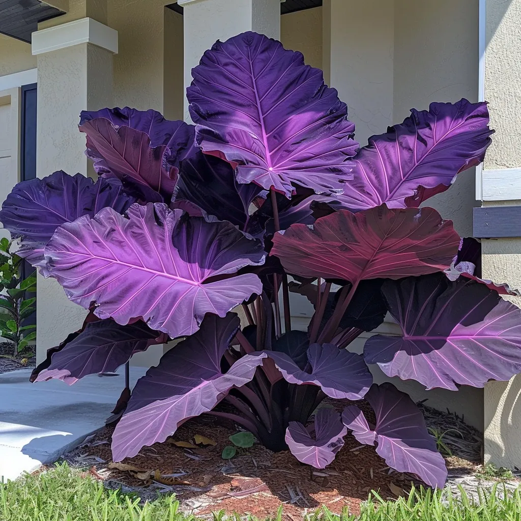 🎉Bulb🌿Rare giant flower caladium