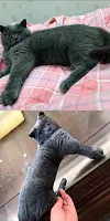 Customized Ugly Pet Pillows After Order Send Pics to bruce663@foxmail.com