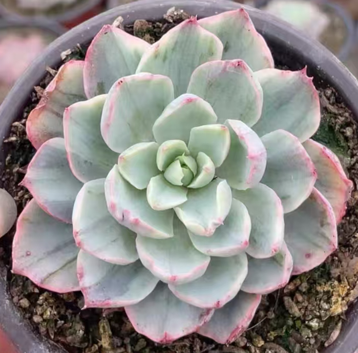 plant Aeonium Echeveria Haworthia  Caudex  Lithops Cactus  Agave 
