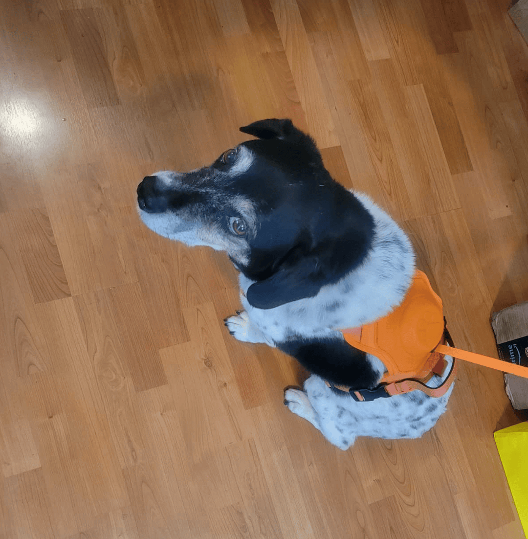 Poochbark&trade; 3 in 1 Dog Harness with Built-In Leash