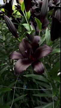 Lily Bulbs