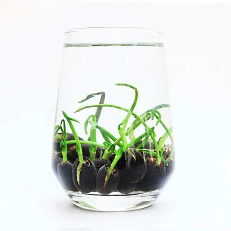 🔥【7 days germination】💐The Sacred Bonsai Bowl Lotus Flower