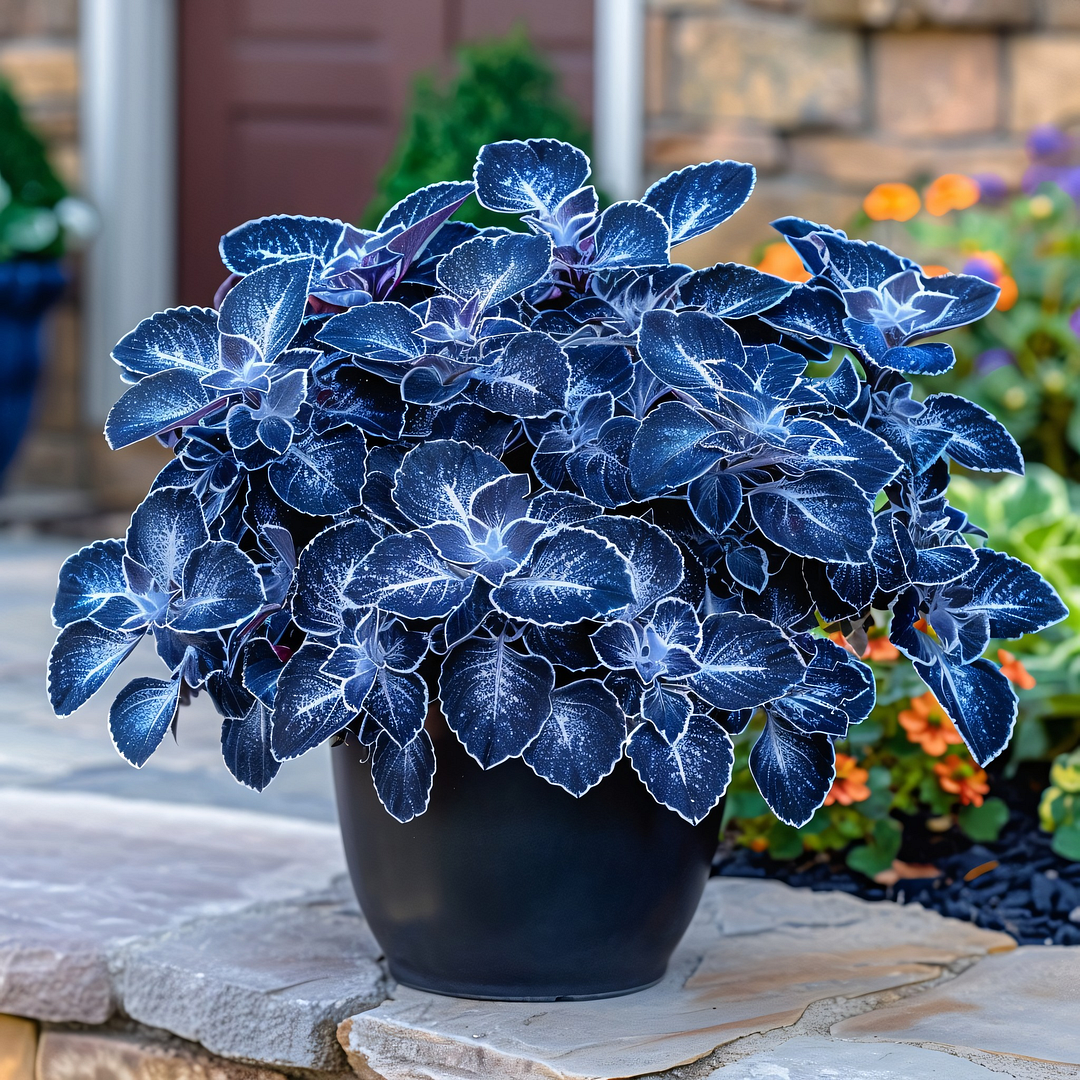 Rare Galaxy Polka Dot Begonia🌌☘️ - Interior Design, Foliage Plants ✨🏘️