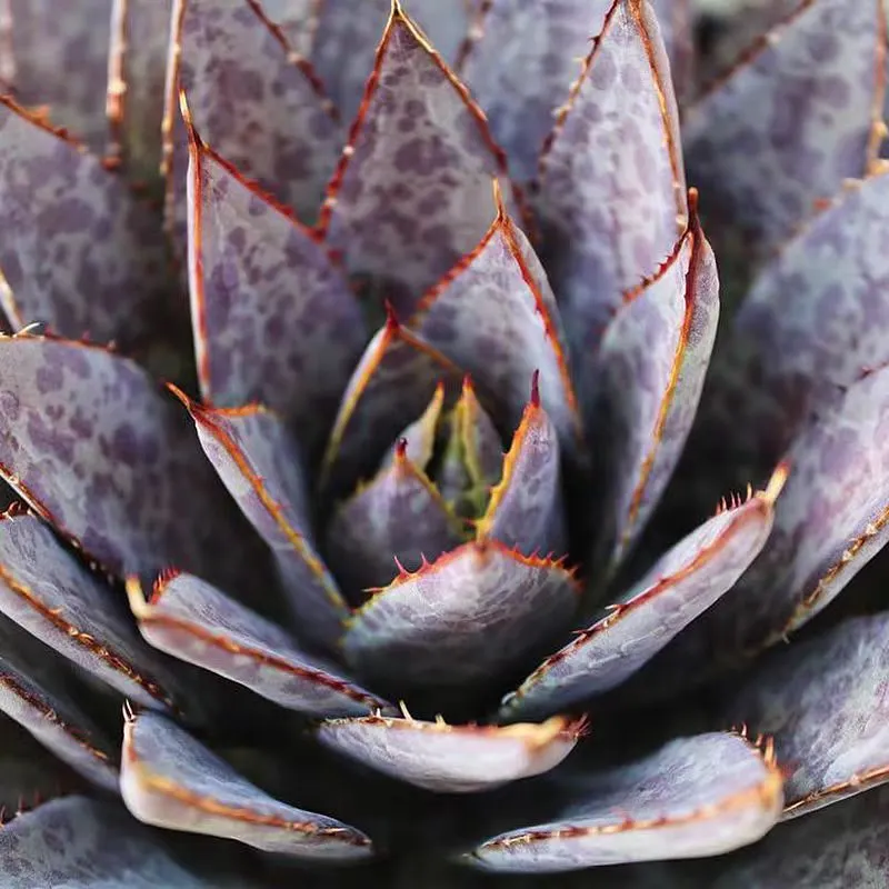 plant Aeonium Echeveria Haworthia  Caudex  Lithops Cactus  Agave 