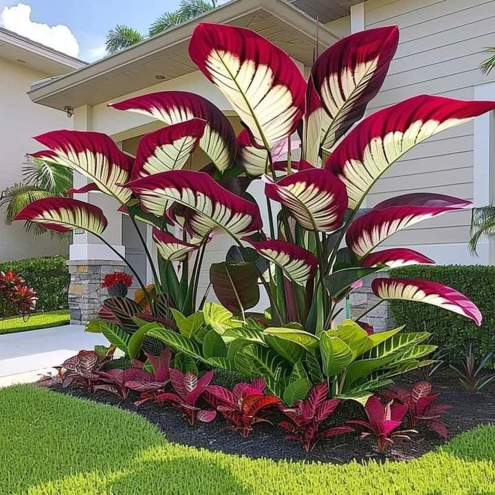 Crimson Frost-Giant Alocasia Bulbs🍃Transform Your Space with Tropical Majesty