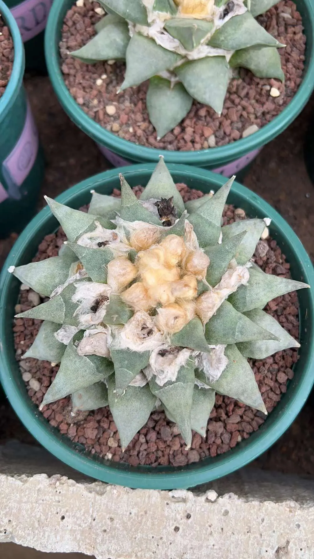 plant Aeonium Echeveria Haworthia  Caudex  Lithops Cactus  Agave 